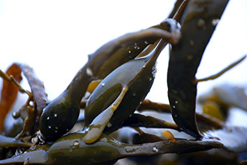 Starwest Botanicals Organic Kelp Granules,1 Pound